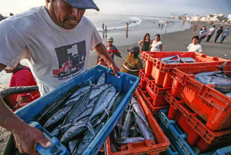 La Exportaci N De Pesca Para Consumo Humano Creci En