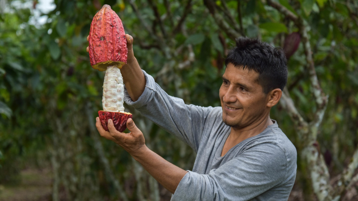 M S De Cacaoteros Fueron Capacitados En La Postcosecha Y