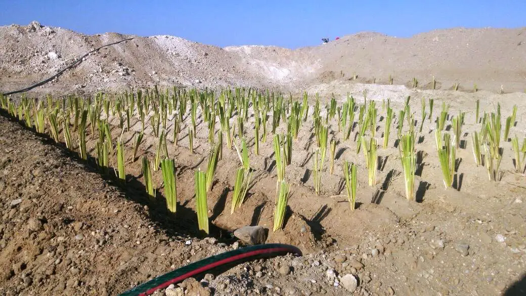 Cuatro empresas pesqueras forestan desierto de Paita Cuatro empresas pesqueras forestan desierto de Paita