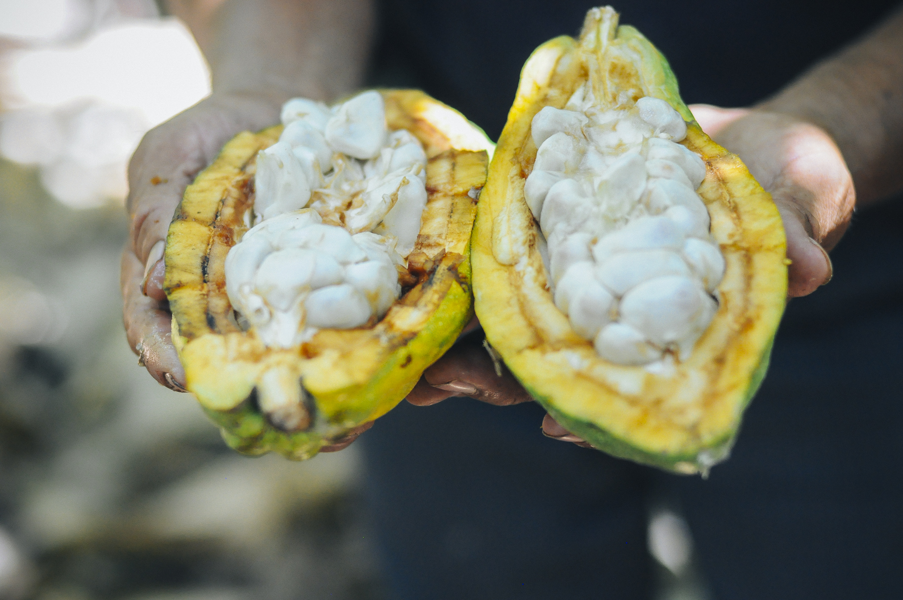 “Zikuyo” será la marca del cacao blanco de Piura “Zikuyo” será la marca del cacao blanco de Piura