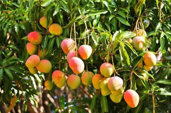 Piura es la primera región exportadora de productos orgánicos