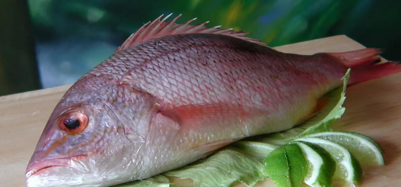 Producción de tilapia: PRODUCE realiza diagnóstico socioeconómico en Piura Producción de tilapia: PRODUCE realiza diagnóstico socioeconómico en Piura