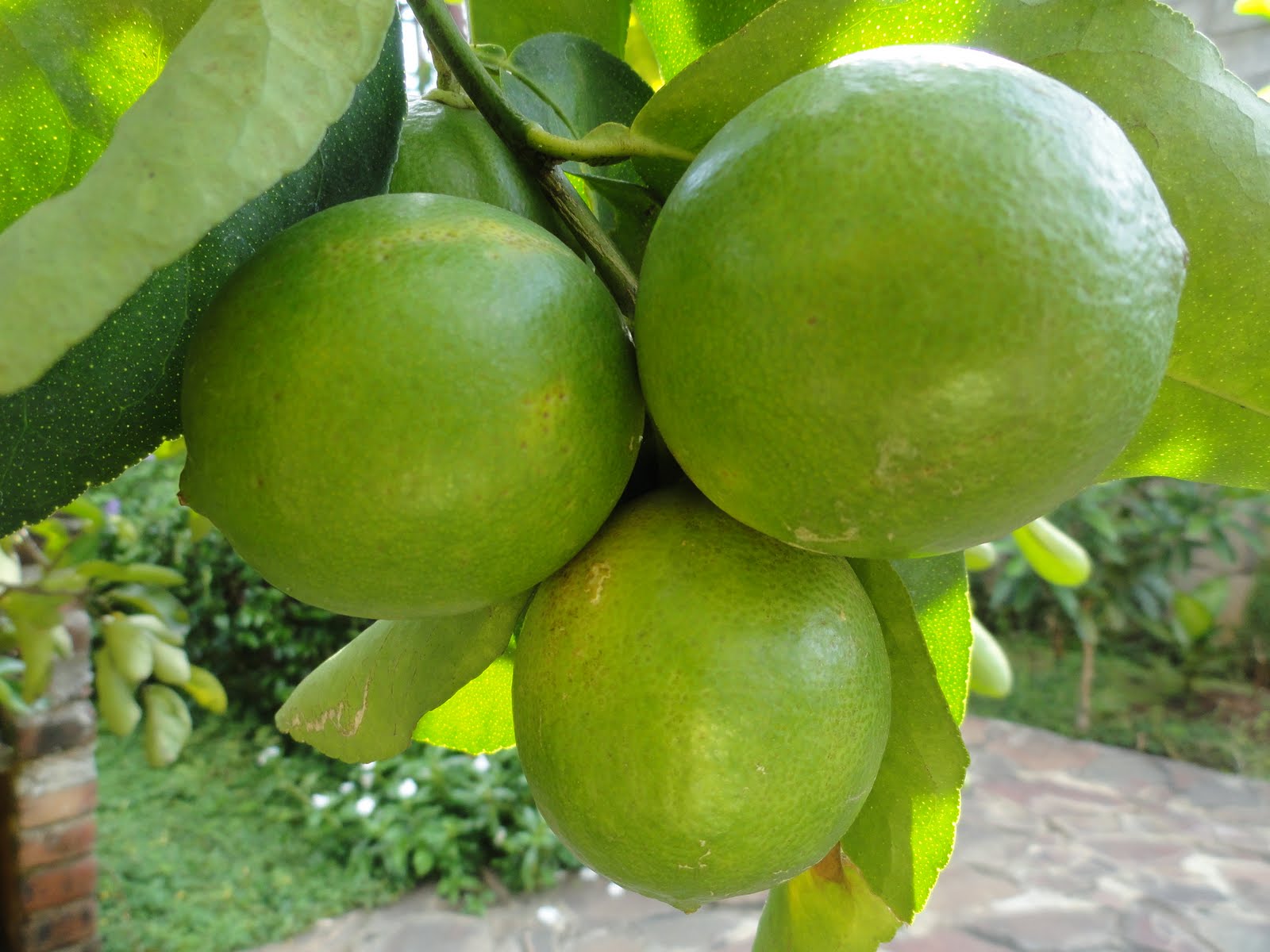 Crisis del limón: Director de Agricultura de Piura estima escasez hasta octubre Crisis del limón: Director de Agricultura de Piura estima escasez hasta octubre