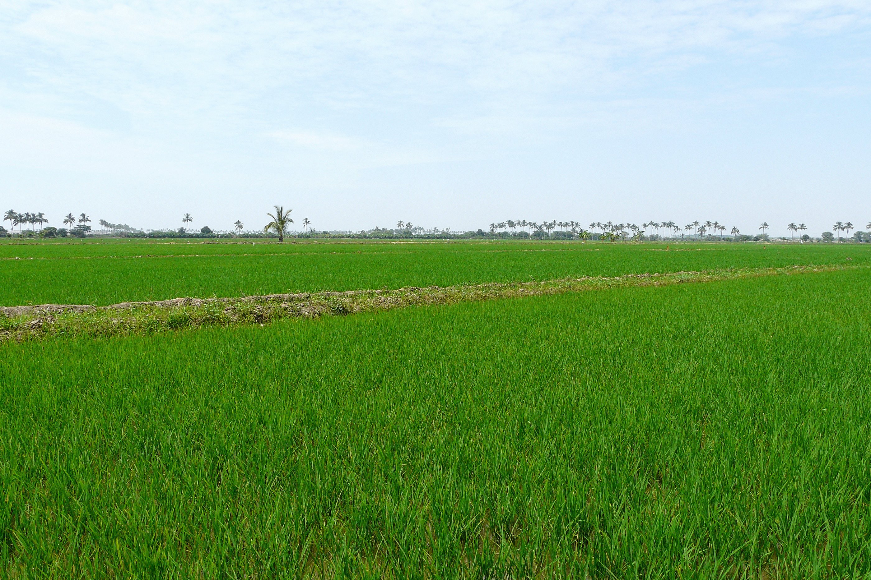 Valles del Chira y San Lorenzo: exceso de sembrado de arroz generaría falta de agua para los próximos meses Valles del Chira y San Lorenzo: exceso de sembrado de arroz generaría falta de agua para los próximos meses