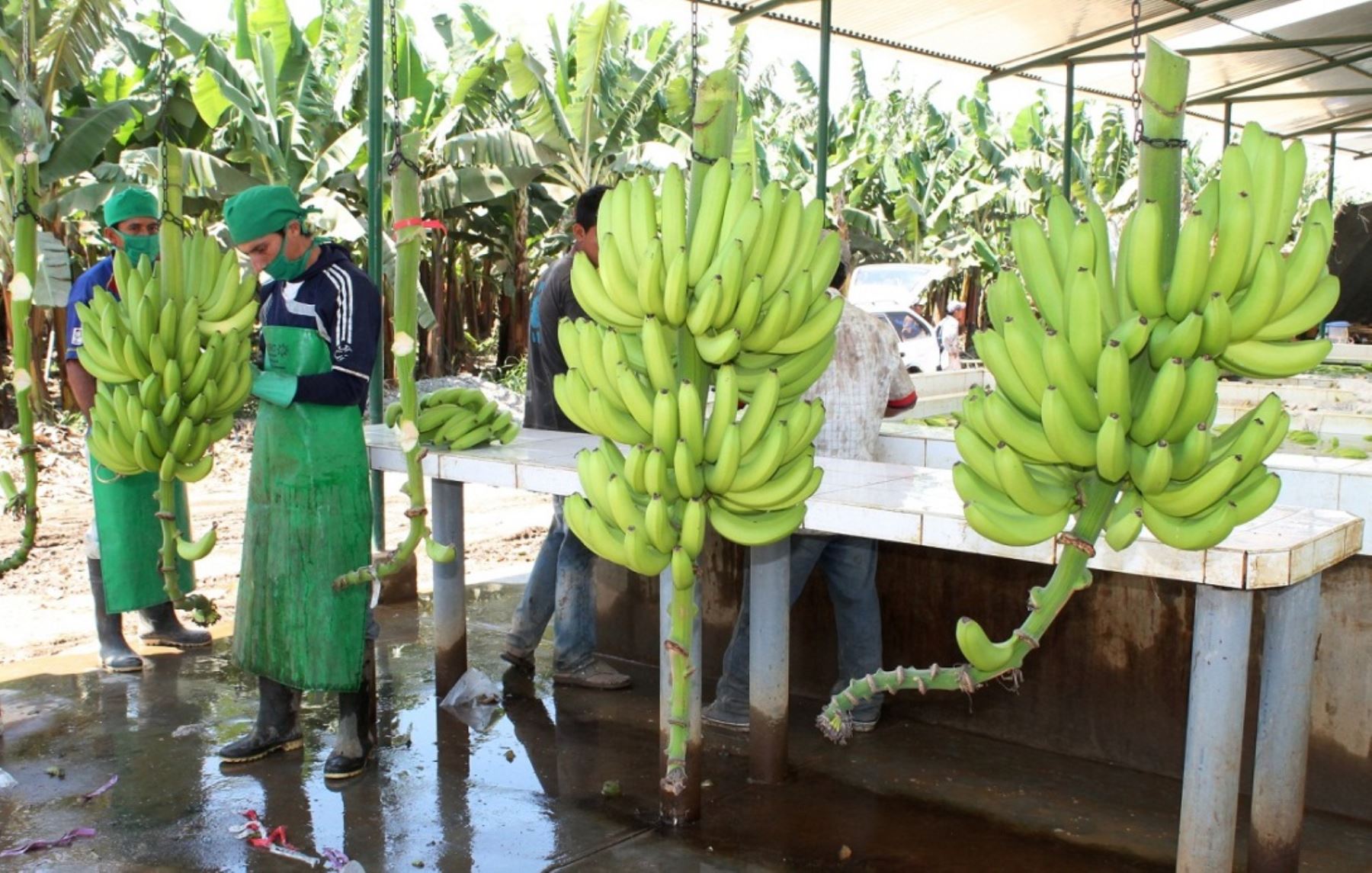 Alcalde de Sullana afirma que banano orgánico se riega con aguas servidas Alcalde de Sullana afirma que banano orgánico se riega con aguas servidas