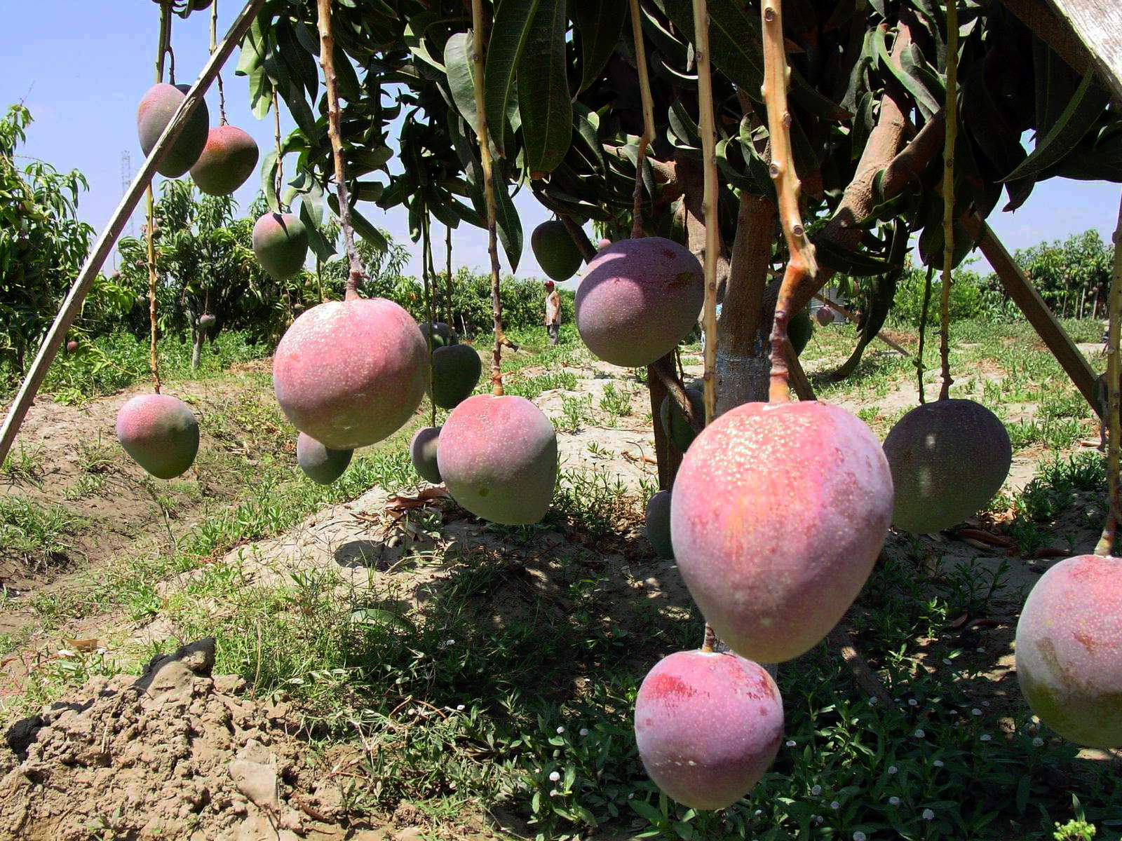 Mango de Piura: producción caería 15% en la presente campaña Mango de Piura: producción caería 15% en la presente campaña