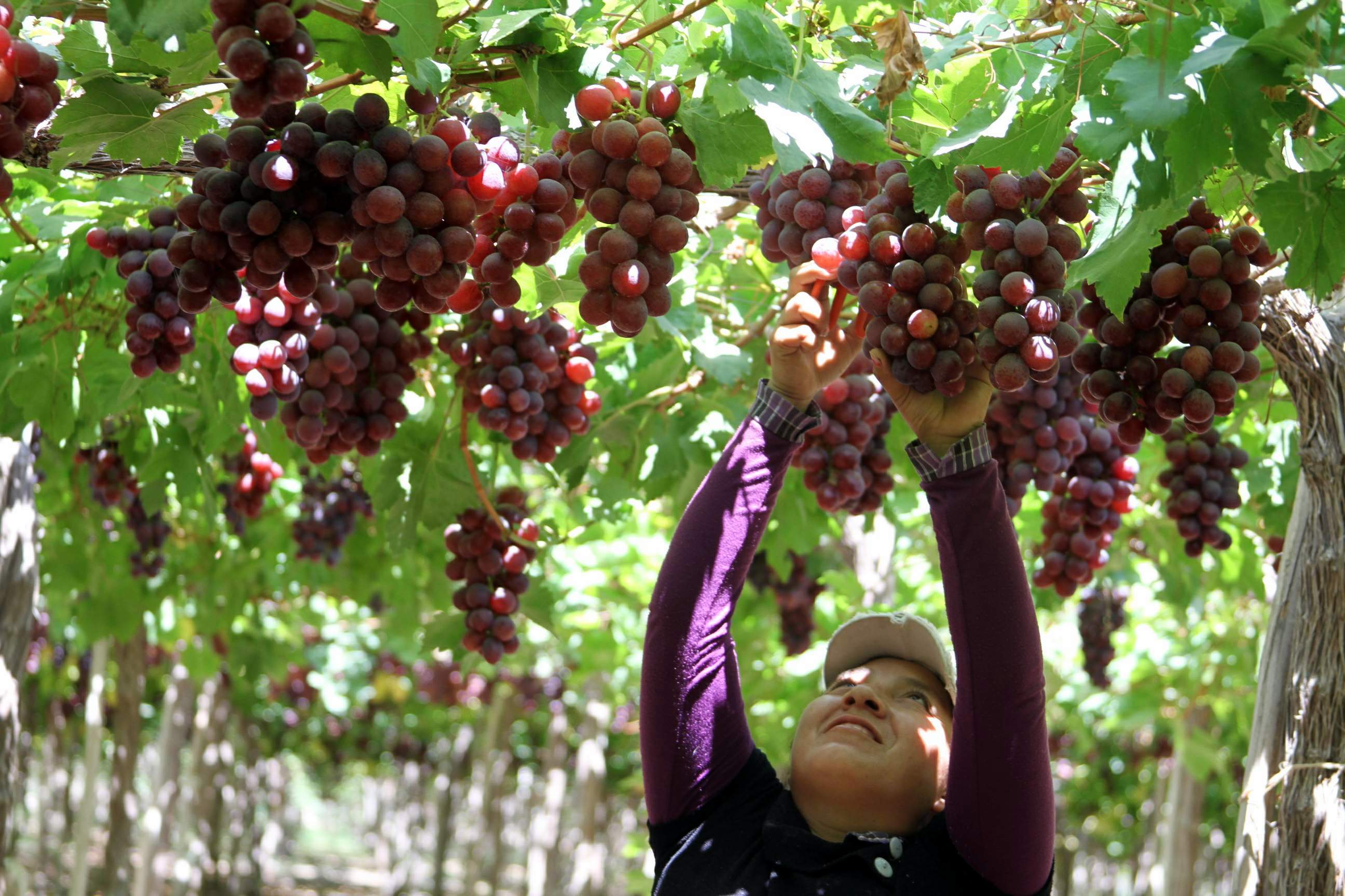 Uva de Piura: producción caerá entre 35% y 40%, según expertos Uva de Piura: producción caerá entre 35% y 40%, según expertos