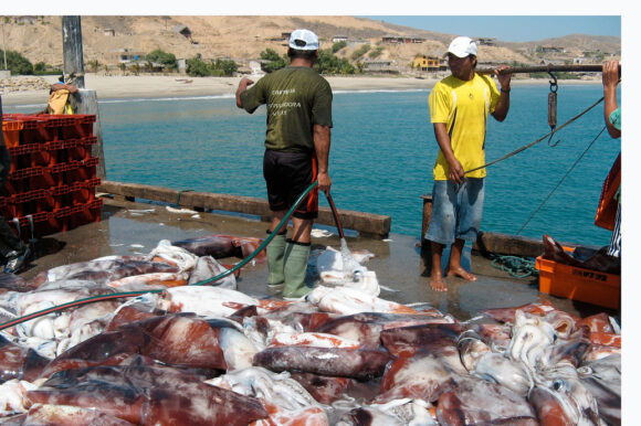 pesca pota paita