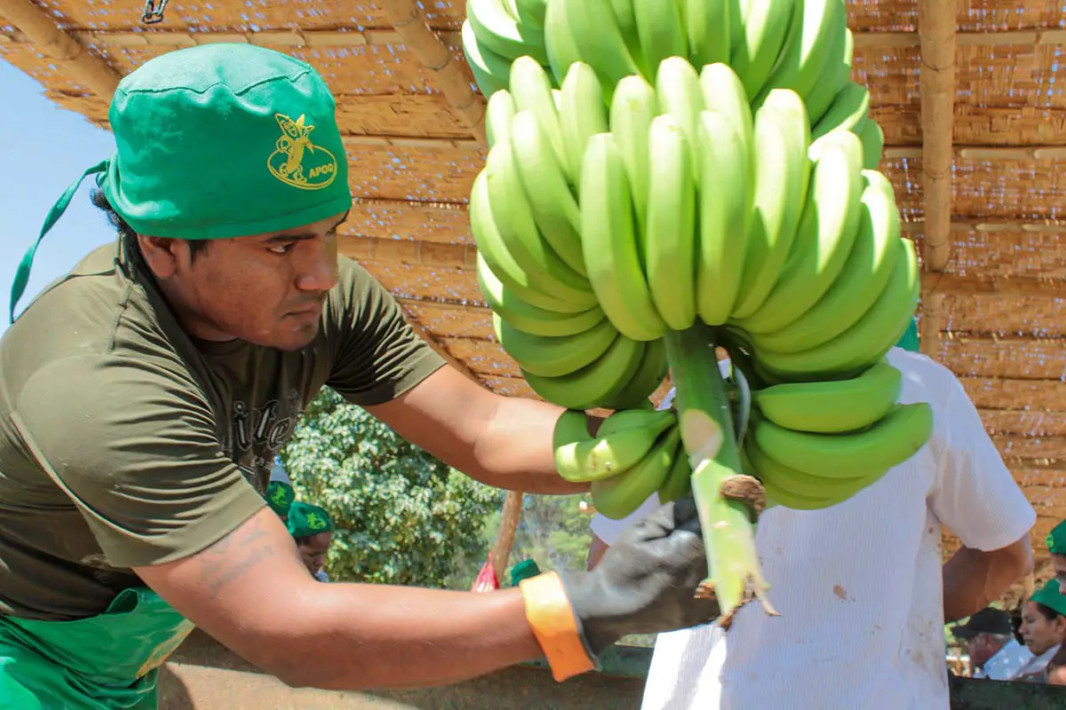 Banano orgánico de Piura: se consolida la exportación hacia Europa y Asia Banano orgánico de Piura: se consolida la exportación hacia Europa y Asia