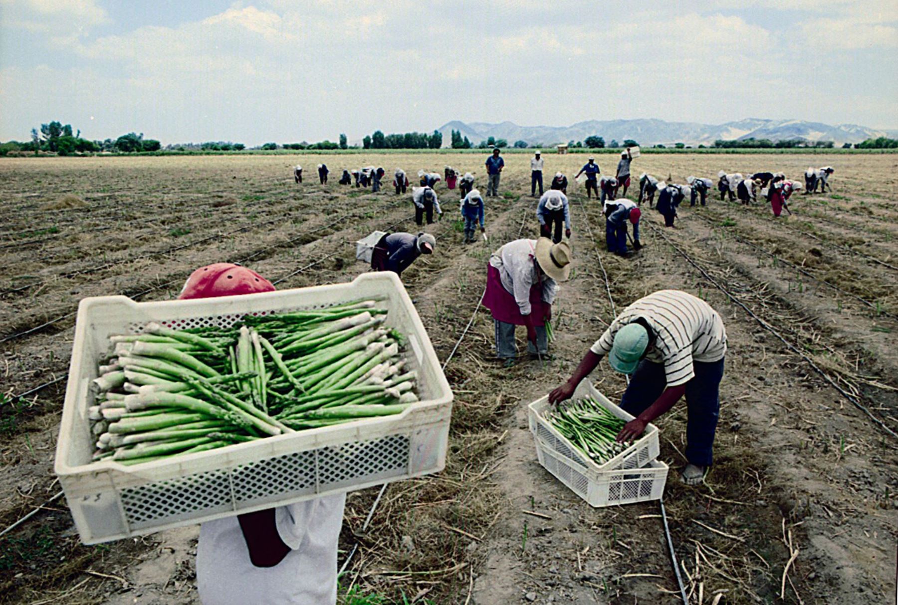 Mi Agro será la nueva entidad financiera que reemplazaría a Agrobanco Mi Agro será la nueva entidad financiera que reemplazaría a Agrobanco