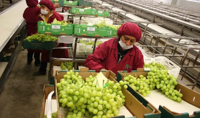 cultivo de uvas en Piura