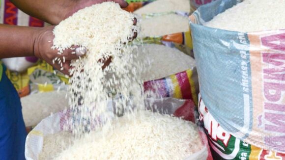 censo de arroz
