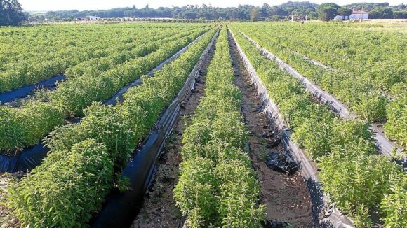 cultivo de stevia