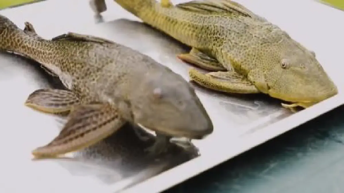 Carachama: Conoce al pez cuya reproducción artificial hará posible su manejo sostenible