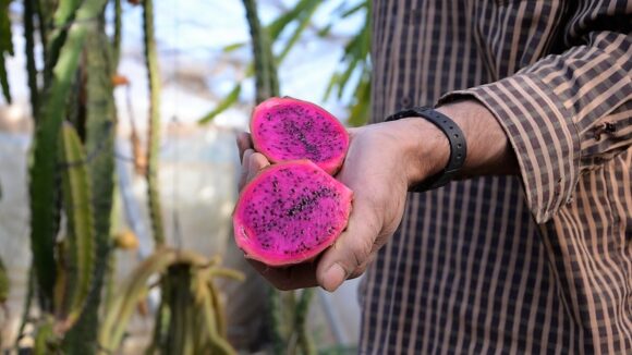 Contrabando de pitahaya