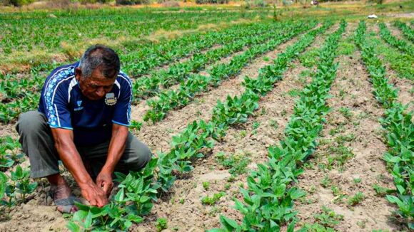 Bono Agrario Link 2022 de 350 soles bono wanuchay