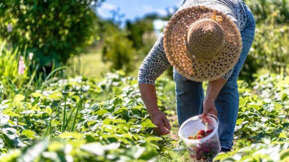 Agroideas