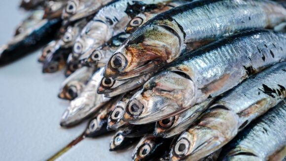 Anchoveta