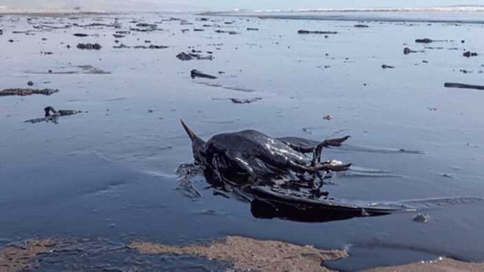 Repsol | Animales muertos por derrame de petróleo