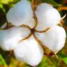 Algodón pima: aumento de exportaciones impulsa siembra en Lambayeque y Arequipa