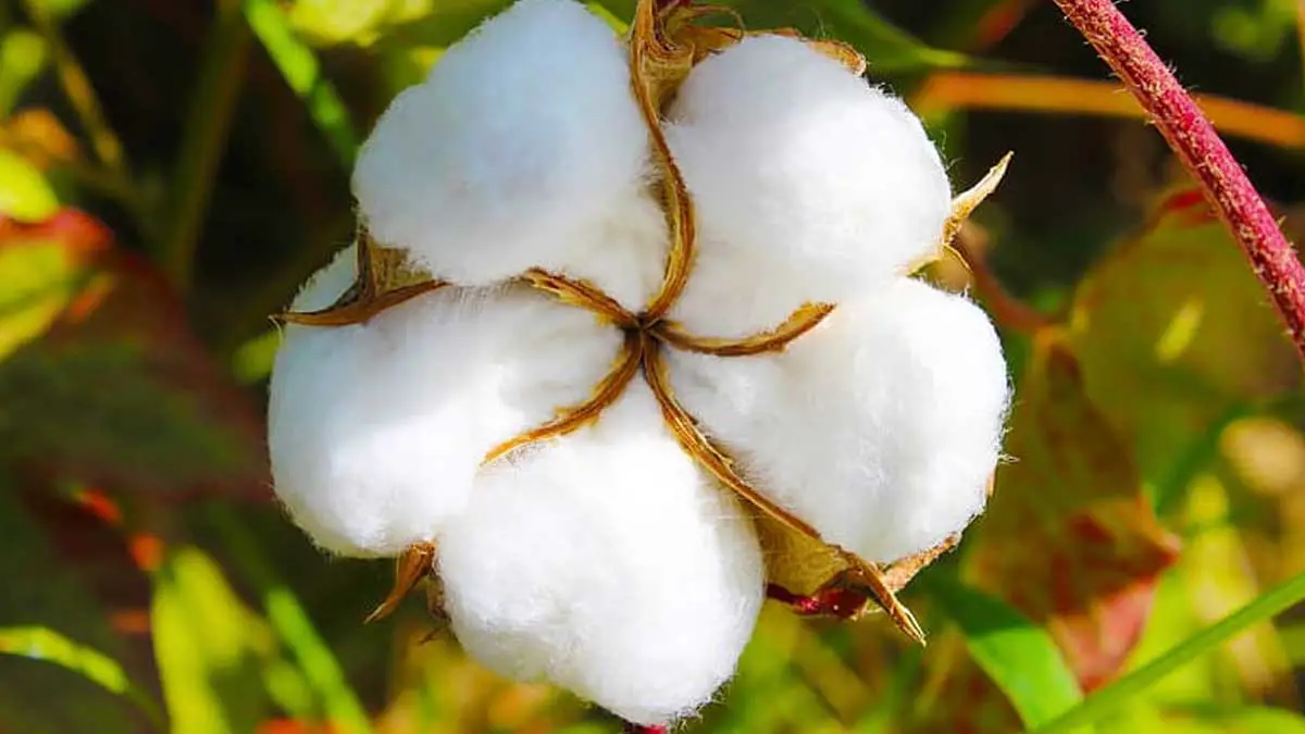 Algodón pima: aumento de exportaciones impulsa siembra en Lambayeque y Arequipa