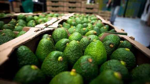 palta