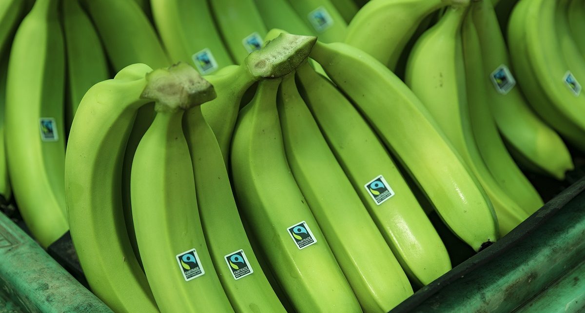 banano orgánico