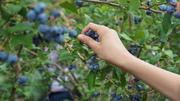 Arándano piurano rumbo a Estados Unidos y Países Bajos