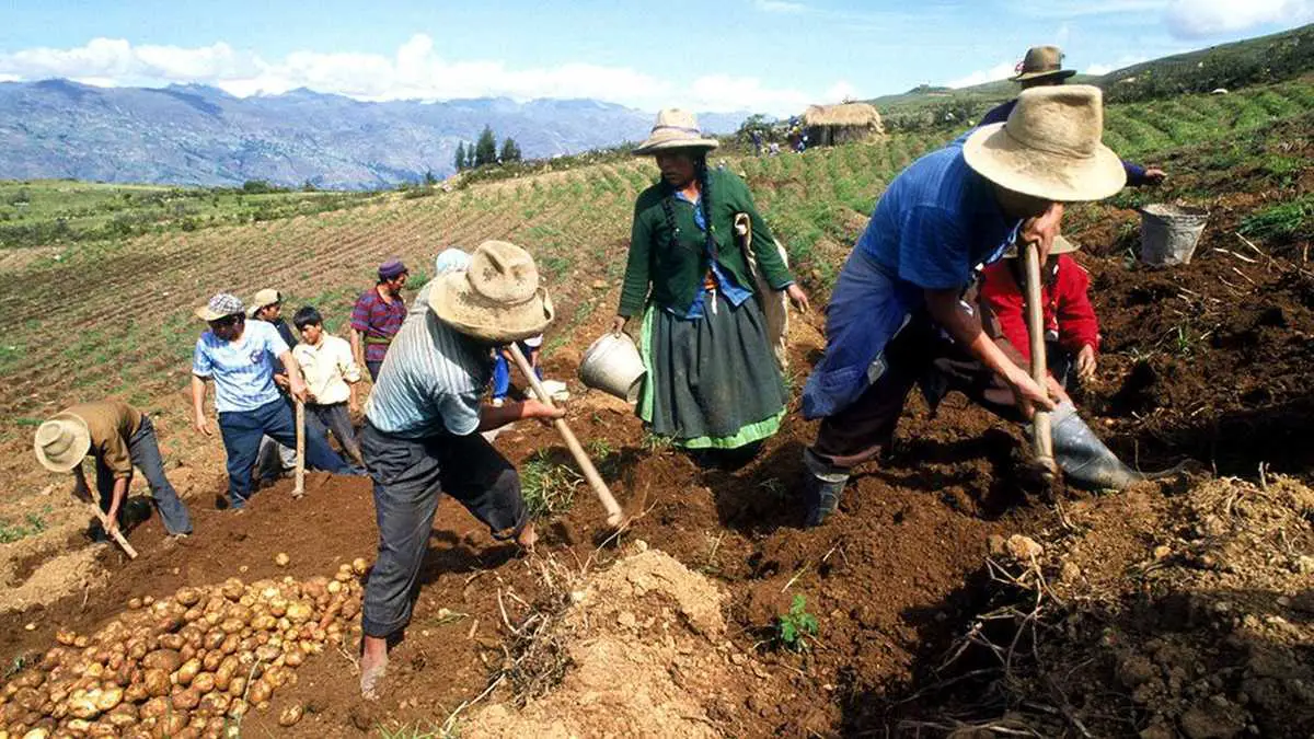 Crisis alimentaria podría desatarse ante caída del sector agro peruano