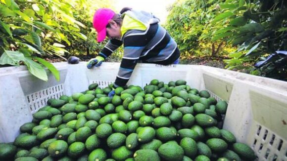 palta