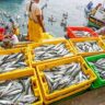 Fenómeno de La Niña Costera impactaría en la pesca peruana