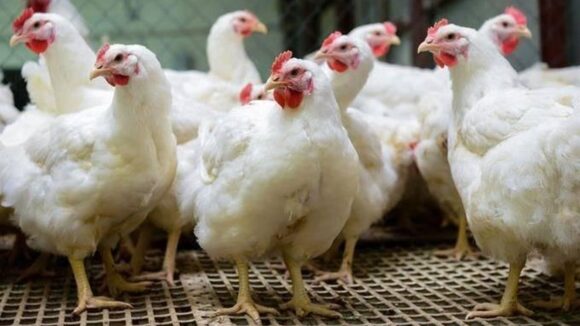 Pollo