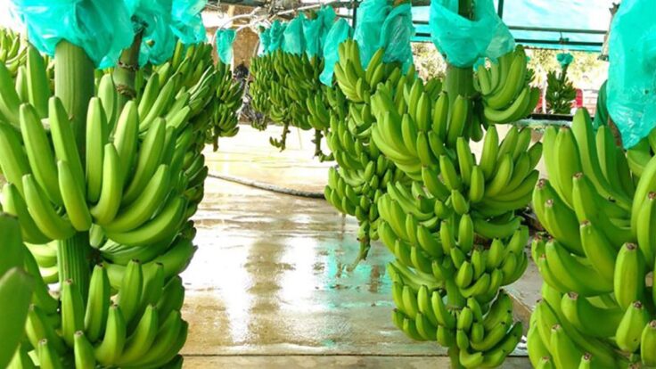 Paquete tecnológico innovador beneficia a productores piuranos de banano orgánico