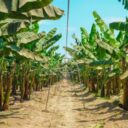 Banano orgánico: siembra de leguminosas en campos de la fruta mejorarán su productividad y sostenibilidad