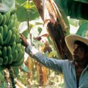 Junta Nacional del Banano: Pérdidas de pequeños productores ascienden a más de US$1 millón luego de tres días de paro