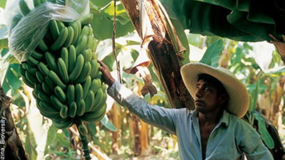 Junta Nacional del Banano: Pérdidas de pequeños productores ascienden a más de US$1 millón luego de tres días de paro