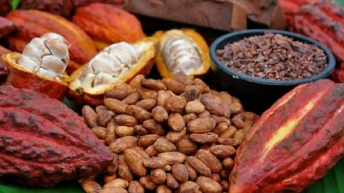Pesticidas en alimentos peruanos: el Perú perdería US$15 millones por Cacao con químico prohibido