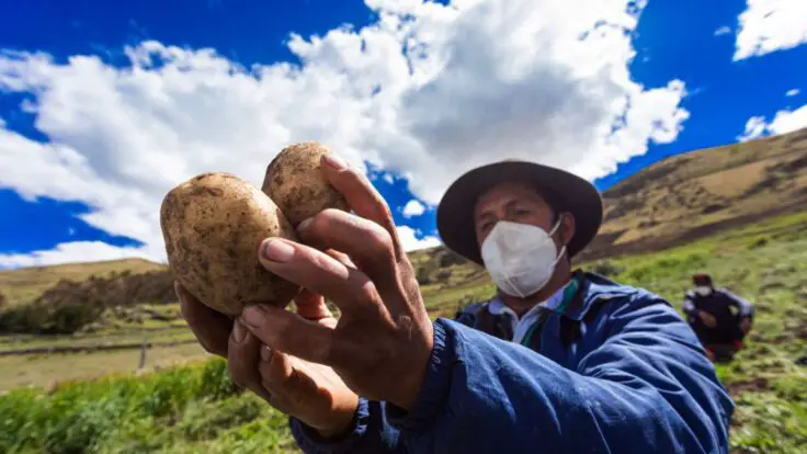 Bono Alimentario 2022 Perú Link Oficial