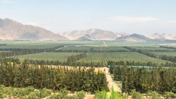Agroexportadoras peruanas son atraídas por la estabilidad de Ecuador y Uruguay en el sector agrícola