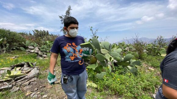 Investigadores peruanos desarrollaron método para obtener biocuero de la penca de tuna