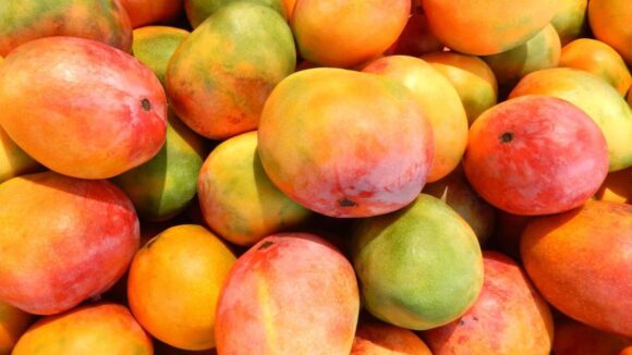 Piura será sede del XIV Fórum Internacional del Mango