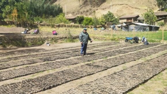 AgroRural alista producción de un millón y medio de plantones en La Libertad