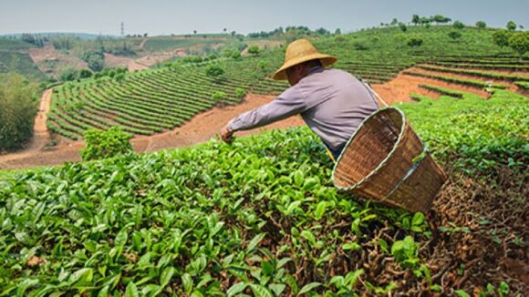 Bono Wanuchay 2022 Perú LINK