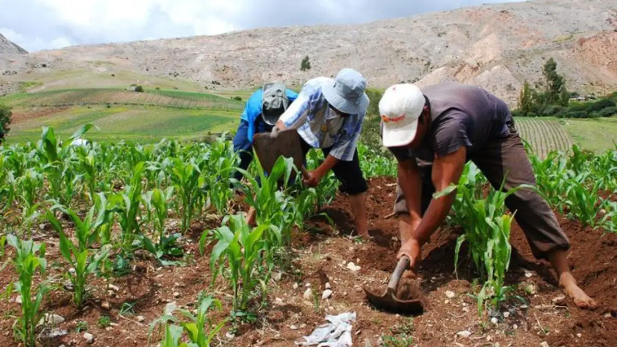 Urea