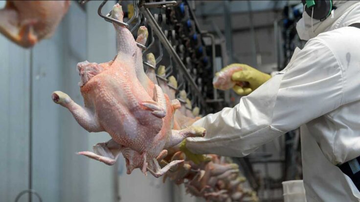 precio del pollo cuánto está gripe aviar