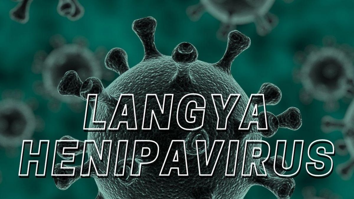 Nuevo virus en China 2022 Langya Henipavirus: conoce los síntomas y la gravedad de la enfermedad