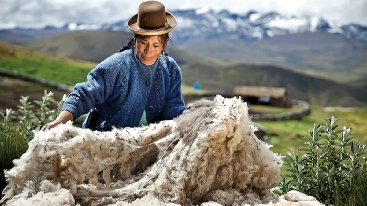 Fibra de alpaca