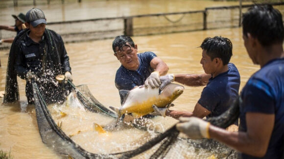 Pesca