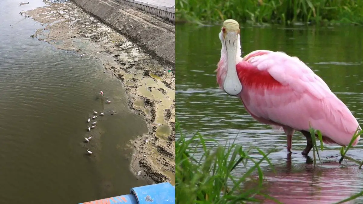 Río Piura | Espátula Rosada |