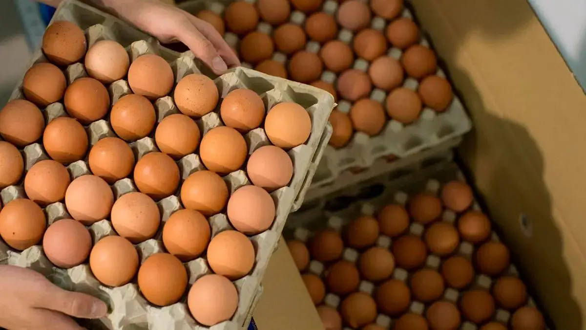 Avisur contrabando de huevos